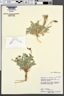 Astragalus missouriensis var. amphibolus image