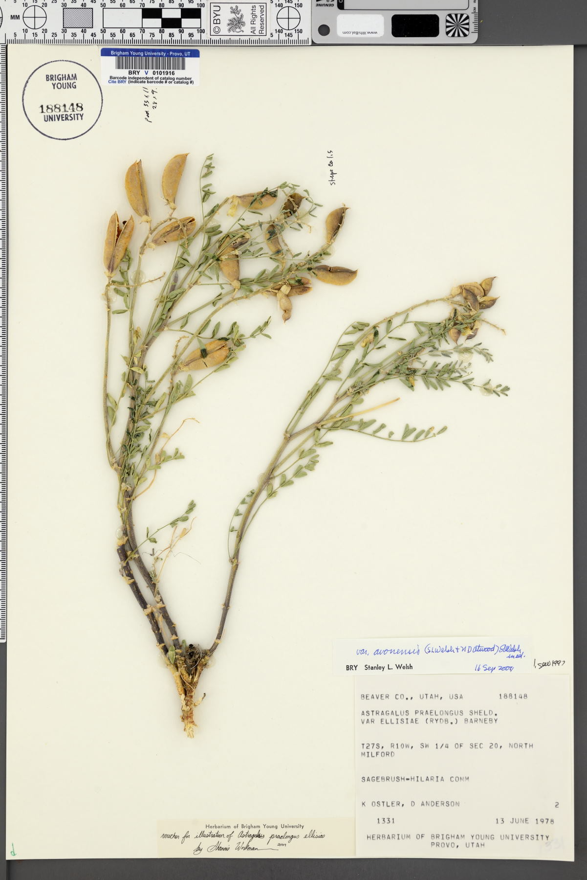 Astragalus praelongus var. avonensis image