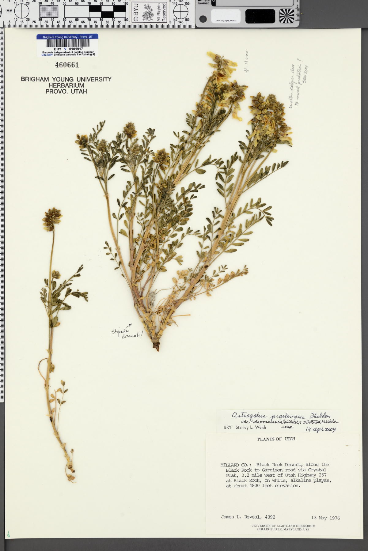Astragalus praelongus var. avonensis image