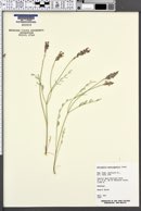 Astragalus moencoppensis image