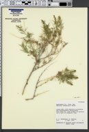 Ambrosia sandersonii image