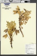 Astragalus sabulosus var. vehiculus image