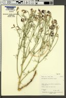 Image of Astragalus woodruffii