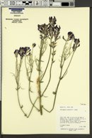 Astragalus woodruffii image