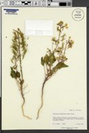 Camissonia eastwoodiae image
