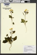 Image of Camissonia eastwoodiae
