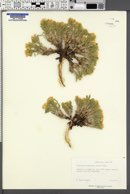 Oreocarya jonesiana image