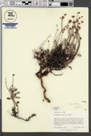 Eriogonum cronquistii image