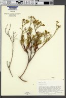 Eriogonum smithii image