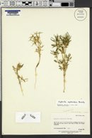 Euphorbia nephradenia image