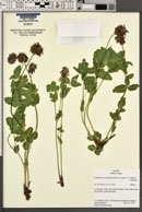 Trifolium eriocephalum var. piperi image