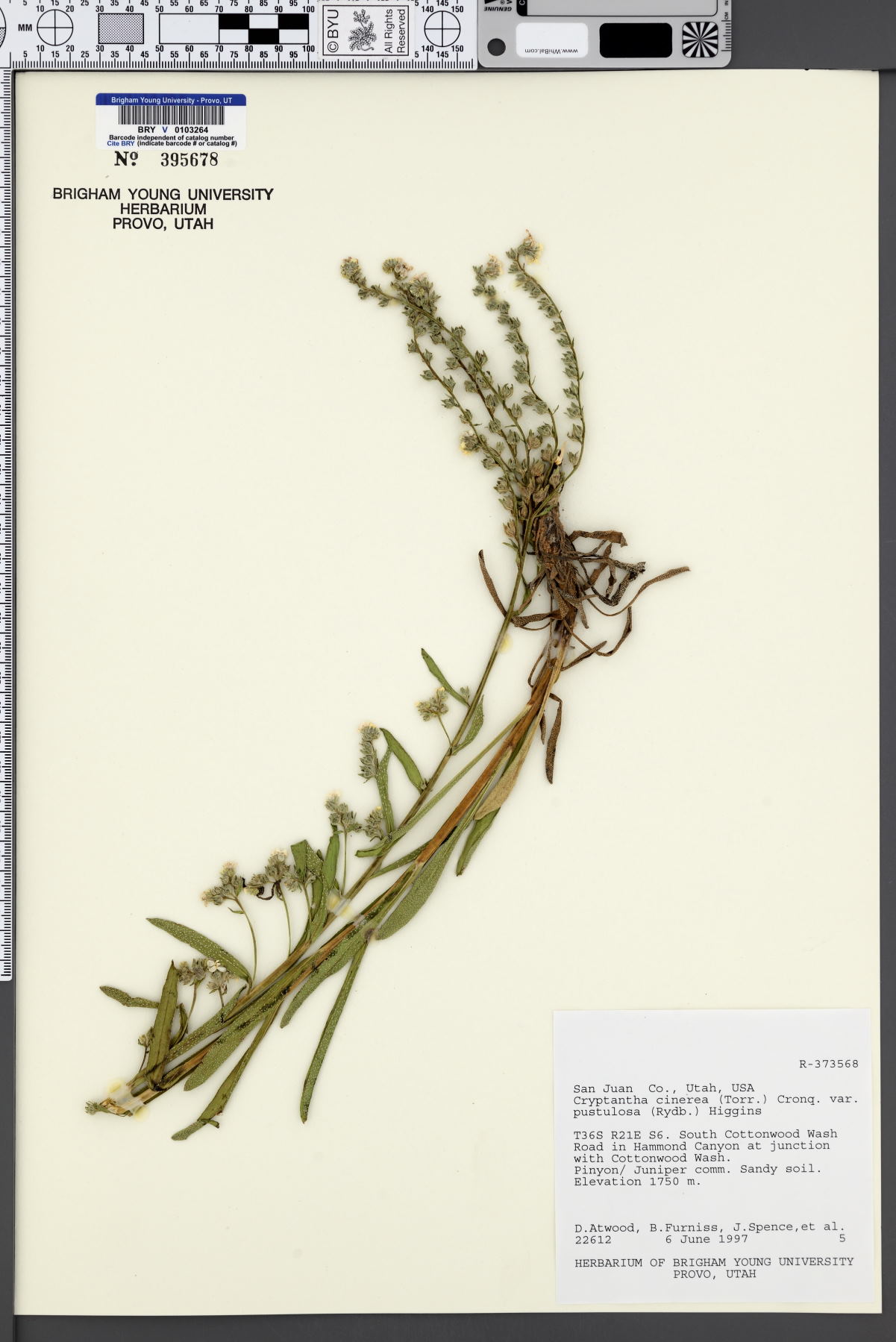 Oreocarya suffruticosa var. pustulosa image