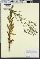 Hackelia floribunda image