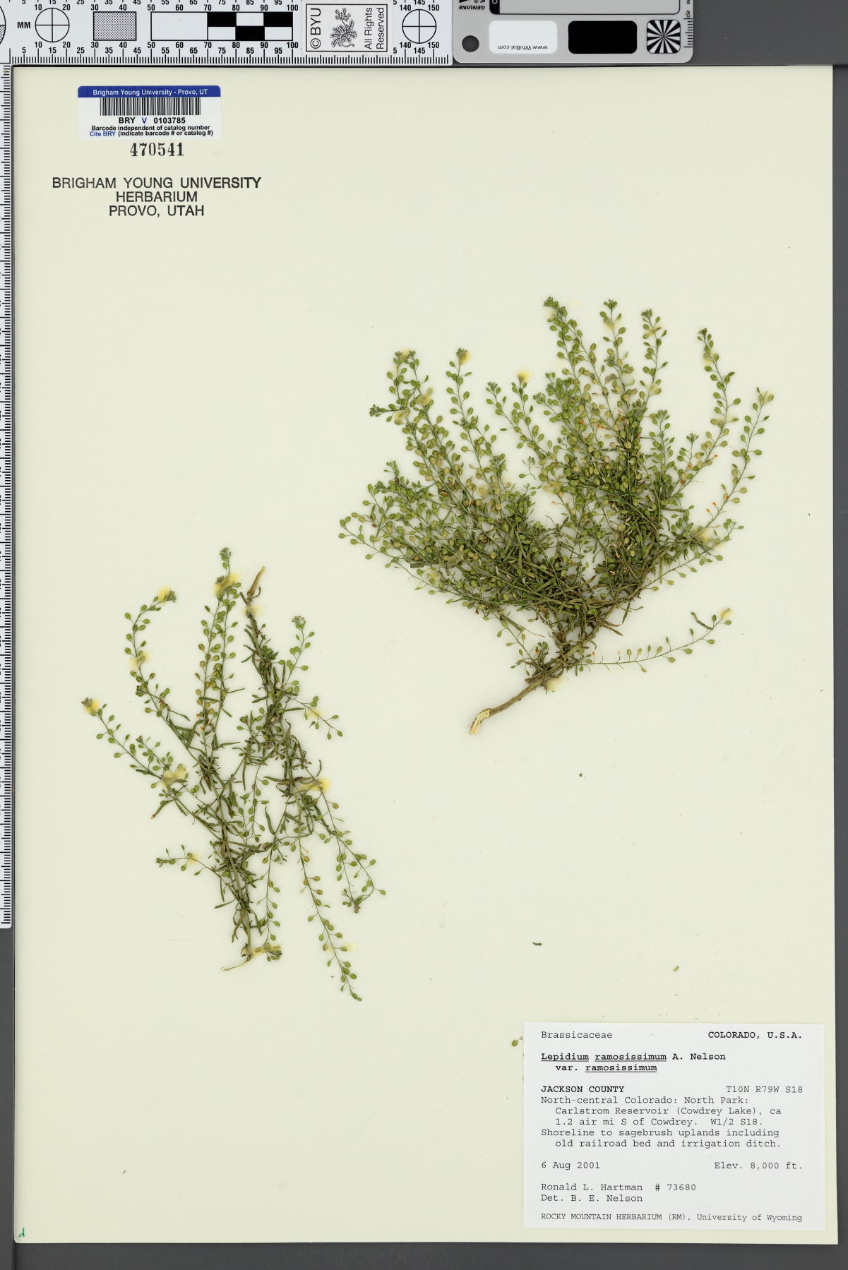 Lepidium ramosissimum var. ramosissimum image