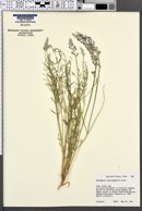 Astragalus moencoppensis image