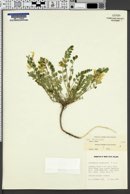 Astragalus beckwithii var. beckwithii image