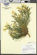 Astragalus beckwithii var. beckwithii image