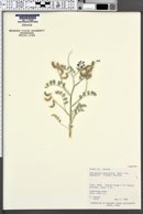 Astragalus mohavensis image