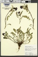 Astragalus cibarius image