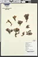 Eriogonum bicolor image