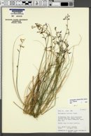 Astragalus coltonii var. coltonii image