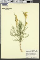 Astragalus coltonii image