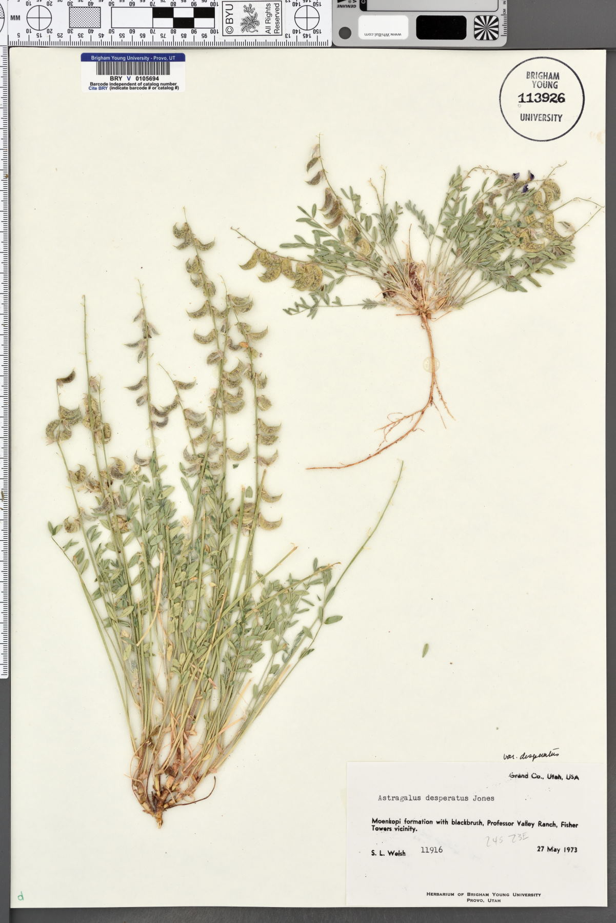 Astragalus desperatus var. desperatus image