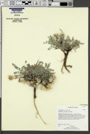 Astragalus concordius image