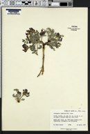 Astragalus cymboides image