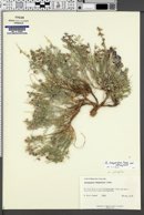 Astragalus desperatus image