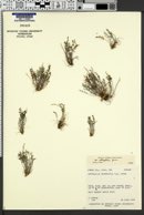 Astragalus desperatus image