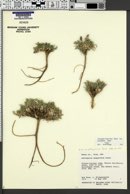 Astragalus desperatus var. petrophilus image