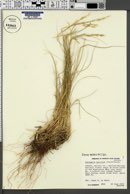 Pseudoroegneria spicata f. spicata image