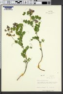 Lathyrus pauciflorus var. utahensis image