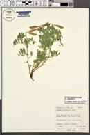 Lathyrus brachycalyx image