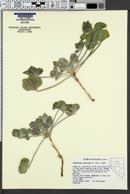 Pediomelum castoreum image