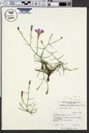 Lygodesmia grandiflora var. dianthopsis image
