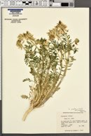 Astragalus praelongus var. praelongus image