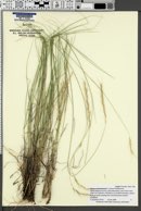 Image of Elymus wawawaiensis