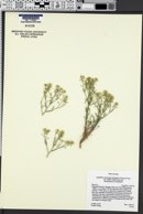 Lepidium montanum var. stellae image