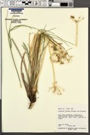 Lomatium junceum image