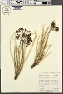 Lomatium junceum image