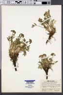 Lomatium latilobum image
