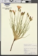 Lygodesmia grandiflora var. grandiflora image