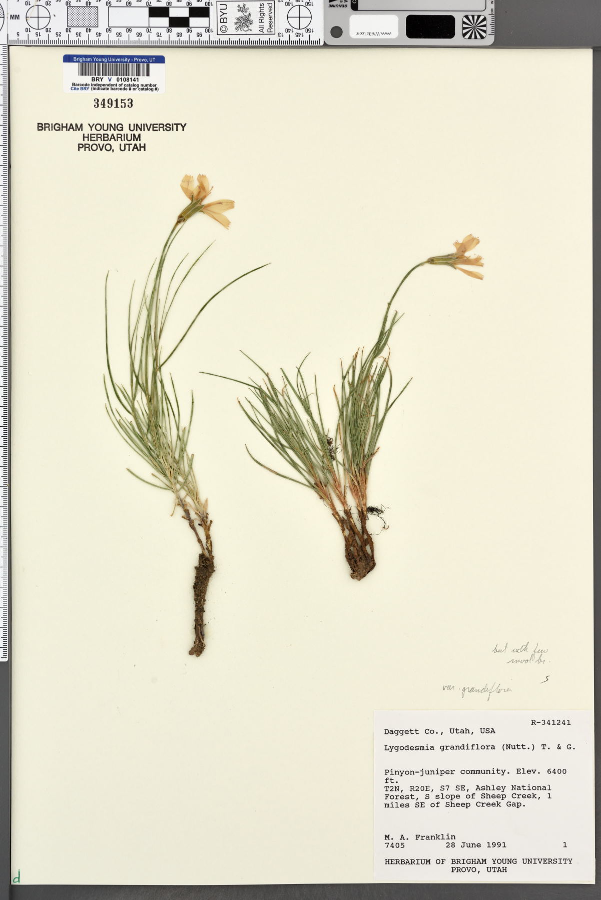Lygodesmia grandiflora var. grandiflora image