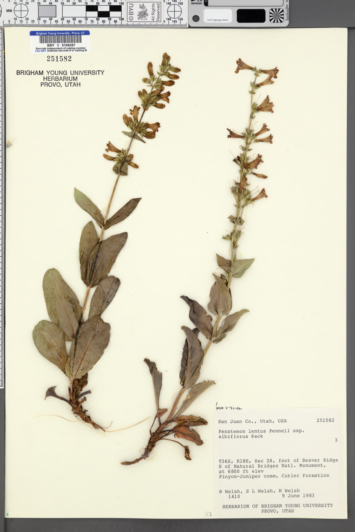 Penstemon lentus subsp. albiflorus image