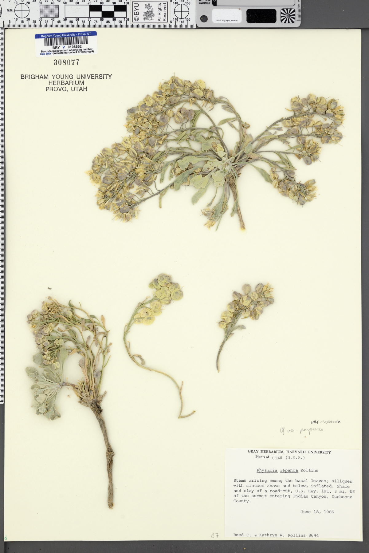 Physaria acutifolia var. purpurea image