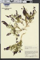 Psorothamnus thompsoniae image