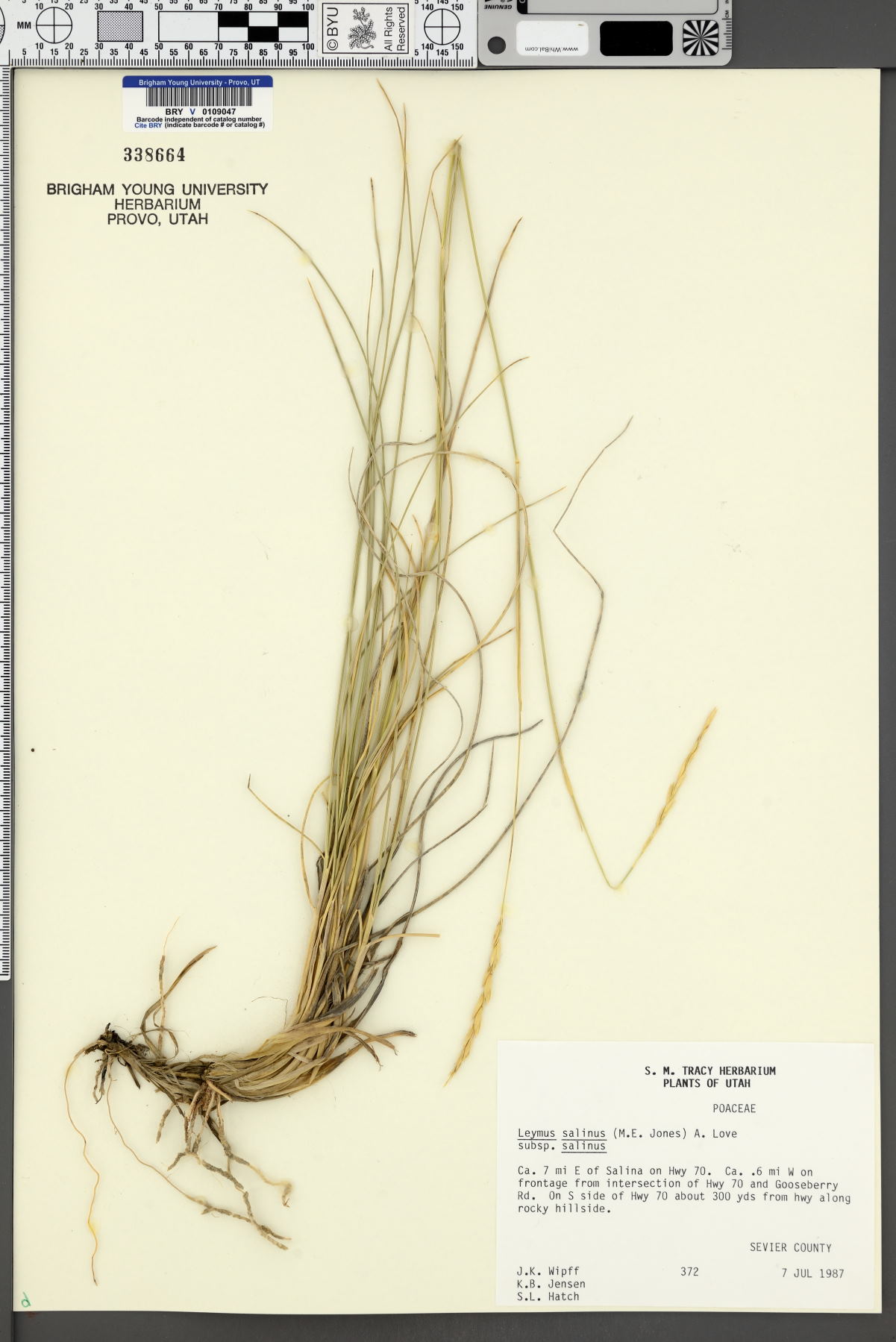 Leymus salina subsp. salina image