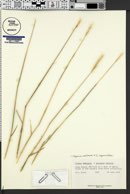Leymus salina image